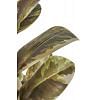 Rubber Plant