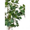 Bimi Pandanus Ficus Plant Small, GREEN color-1