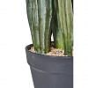 Cactus Faux Plant