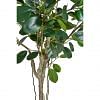 Bimi Pandanus Ficus Plant Tall