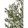 Folia Olive Tree Tall, GREEN color-1