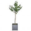 Bimi Pandanus Ficus Plant Tall, GREEN color0