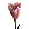 Tulip Stem, ORANGE color-1