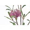 Protea Stem Faux Plant, PURPLE color-1