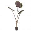 Alocasia Potted Plant - Large, MULTICOLOR color0