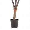 Alocasia Potted Plant - Large