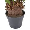 Cycas Faux Plant, GREEN color-2