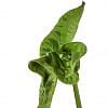 Elephant Ear Plant In Pot, GREEN color-2