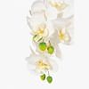 Orchid Potted Plant, MULTICOLOR color-1