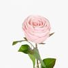 Rose Faux Flower, PINK color-2