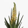 Aloe Vera Potted Plant, MULTICOLOR color-1