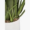 Aloe Vera Potted Plant, MULTICOLOR color-3