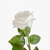Rose Faux Flower, BEIGE color-2