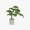 Podocarpus Potted Bonsai, MULTICOLOR color-3