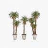 Yucca Potted Plant - Extra Large, GREEN color-5