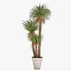 Yucca Potted Plant - Extra Large, GREEN color0