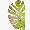 Monstera Faux Leaf, MULTICOLOR color-2