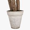 Yucca Potted Plant - Extra Large, GREEN color-3