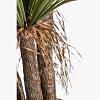 Yucca Potted Plant - Extra Large, GREEN color-4