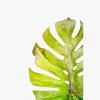 Monstera Faux Leaf