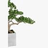 Podocarpus Potted Bonsai, MULTICOLOR color-3