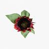 Girasol Sunflower Stem
