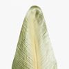 Bird Of Paradise Leaf, GREEN color-1