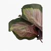 Calathea Faux Plant, PURPLE color-2