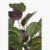 Calathea Faux Plant, PURPLE color-1