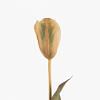 Dutch Tulip Stem, MULTICOLOR color-1