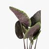 Alocasia Potted Plant - Medium, MULTICOLOR color-1