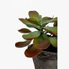 Butterfly Potted Plant - Small, GREEN color-1