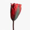 Tulip Stem, RED color-1