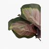 Calathea Faux Plant, PINK color-1