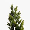 Pine Stem, GREEN color-1