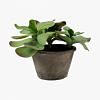 Butterfly Potted Plant - Large, GREEN color0