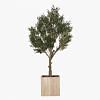 Olive Tree With Wooden Planter & Wooden Chips