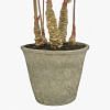 Alocasia Plant In Pot