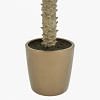 Cycas Plant In Pot