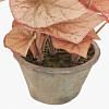 Begonia Rex Potted Plants