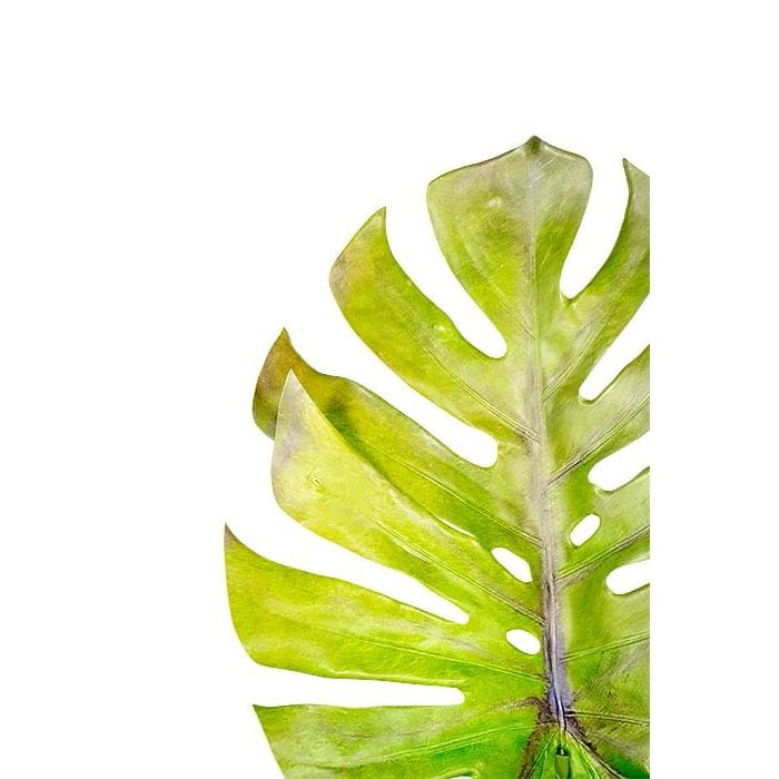 Buy Online Monstera Faux Leaf,GREEN,FABRIC Marina Home Interiors Bahrain