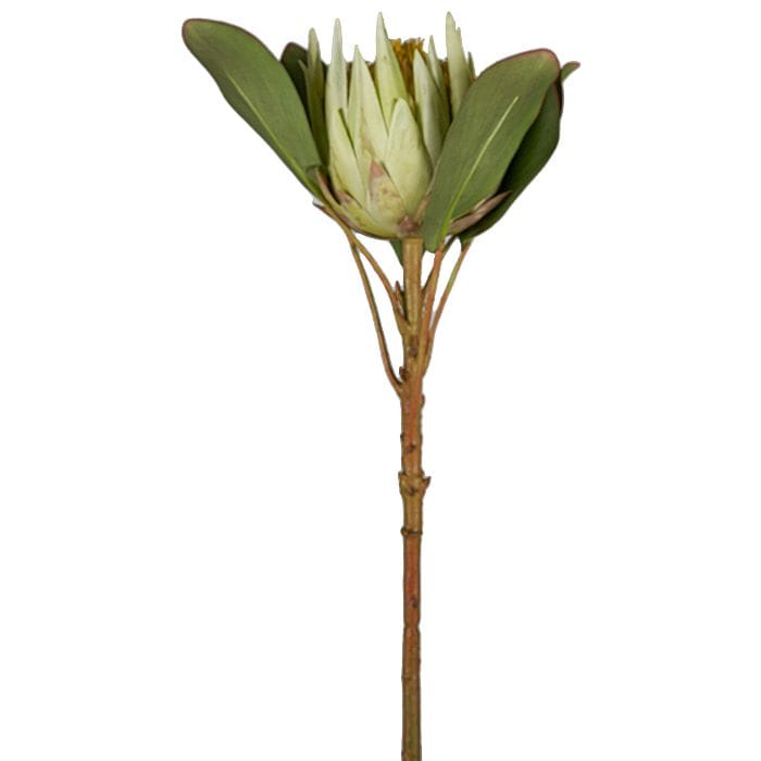 Buy Online Protea Stem, PINK, METAL Marina Home Oman