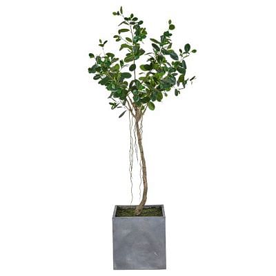 Bimi Pandanus Ficus Plant Medium, GREEN color0