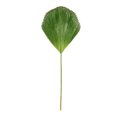 Chamaerops Palm Leaf, GREEN color0