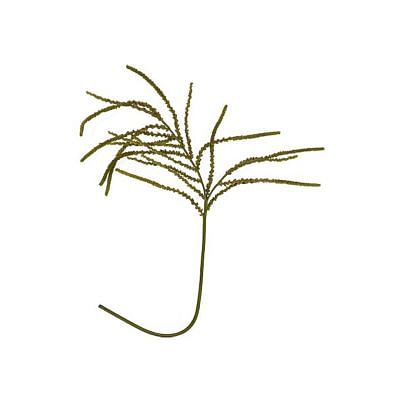 Palm Seed Faux Plant