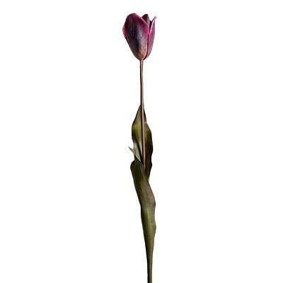 Tulip Stem, PURPLE color0