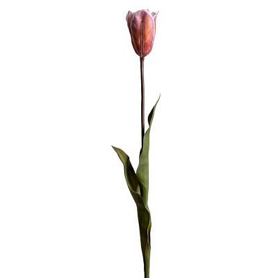 Tulip Stem, ORANGE color0