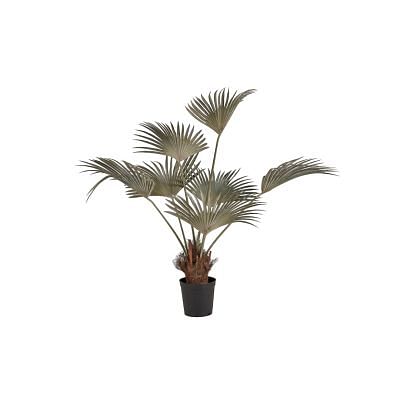Fan Palm Tree, GREEN color0