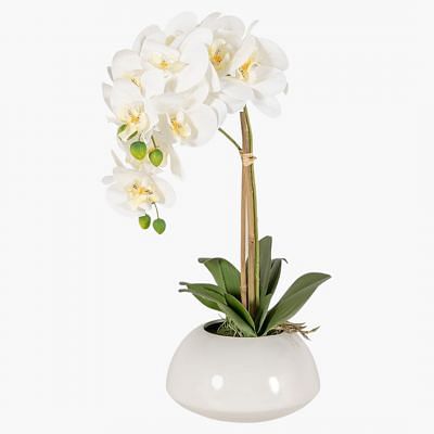 Orchid Potted Plant, MULTICOLOR color0