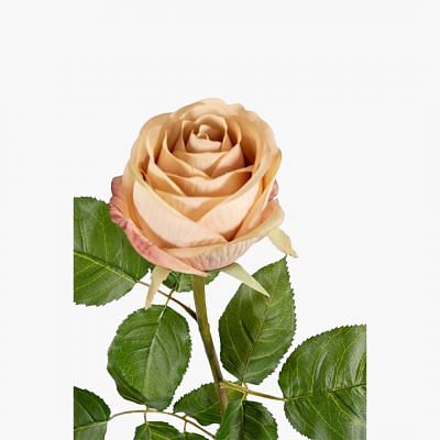 English Garden Three Rose Stem, MULTICOLOR color0